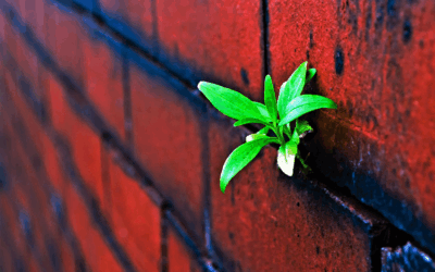 The Benefits of Green Building. Are You A Good Corporate Citizen?